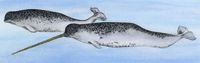 Narwhal
